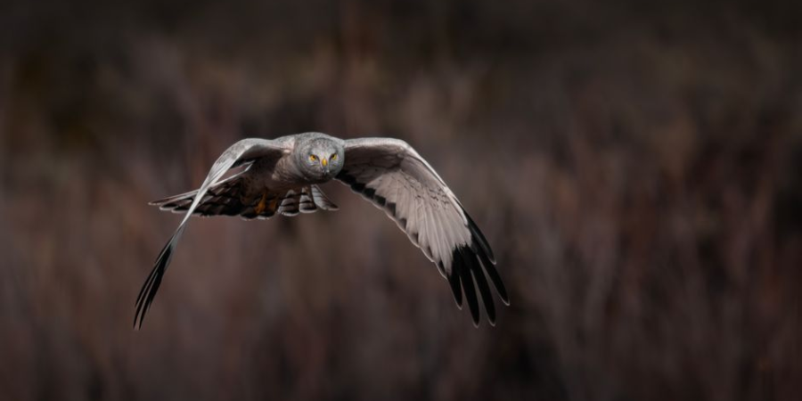 Close-up of a bird of prey in flight against a blurred natural background