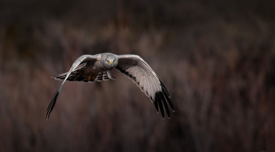 Close-up of a bird of prey in flight against a blurred natural background