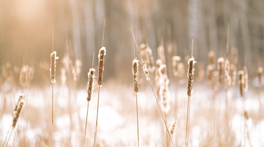 blurred wheat field with snow in winter