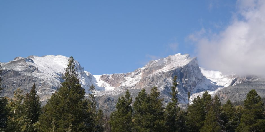 Snow-capped mountain peaks above evergreen trees under a clear blue sky
