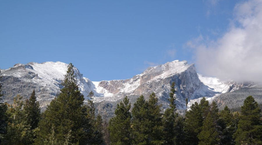 Snow-capped mountain peaks above evergreen trees under a clear blue sky